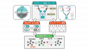 D1阿部さん、大野助教らによる研究が、Nature Communicationsに掲載されました！