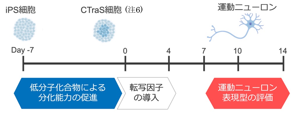 ヒトiPS細胞からの運動ニューロン誘導法およびシングルセル評価法を開発～孤発性ALSの病態解明と治療開発への応用を目指して～