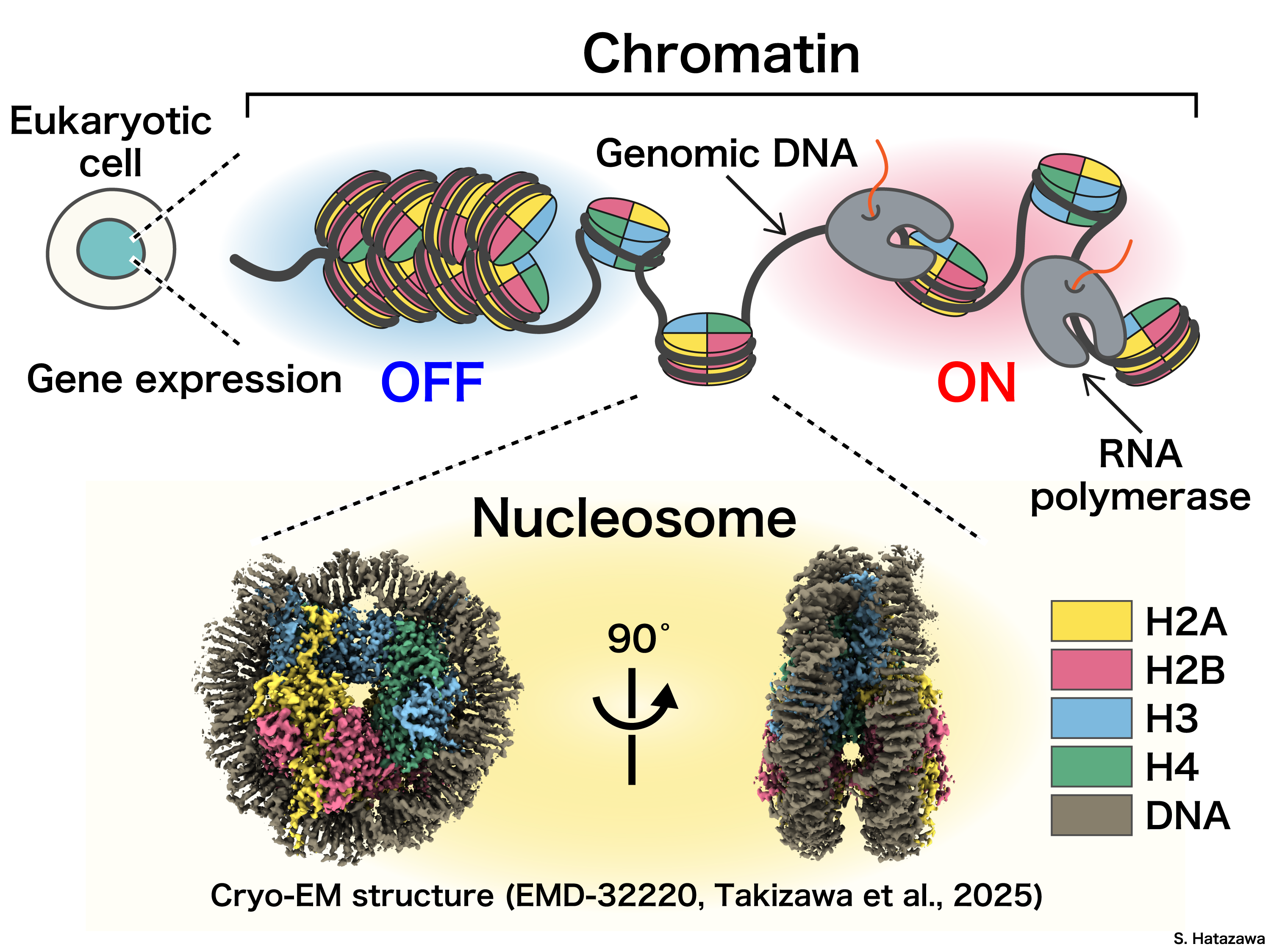 The Chromatin Illustration
