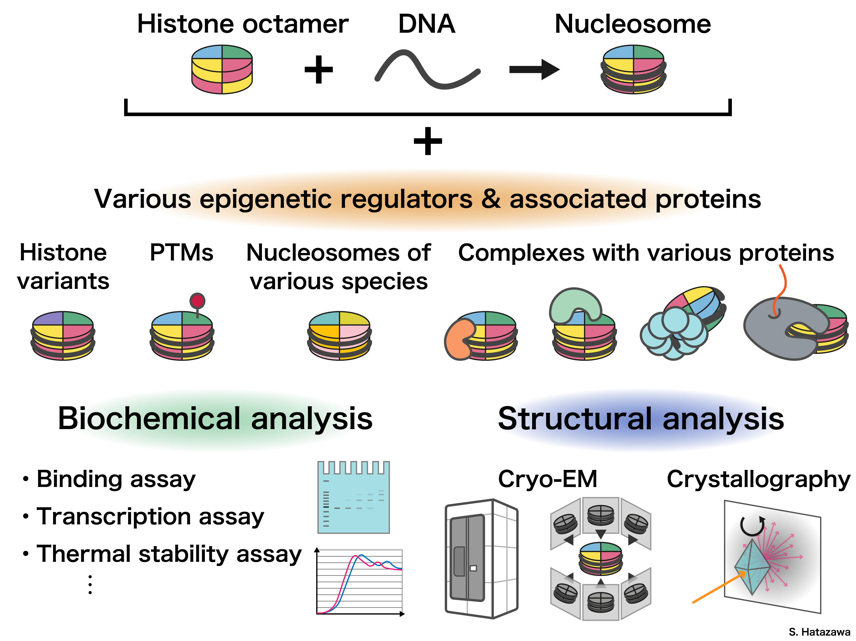 Reconstitution of Chromatin in Vitro Illustration1