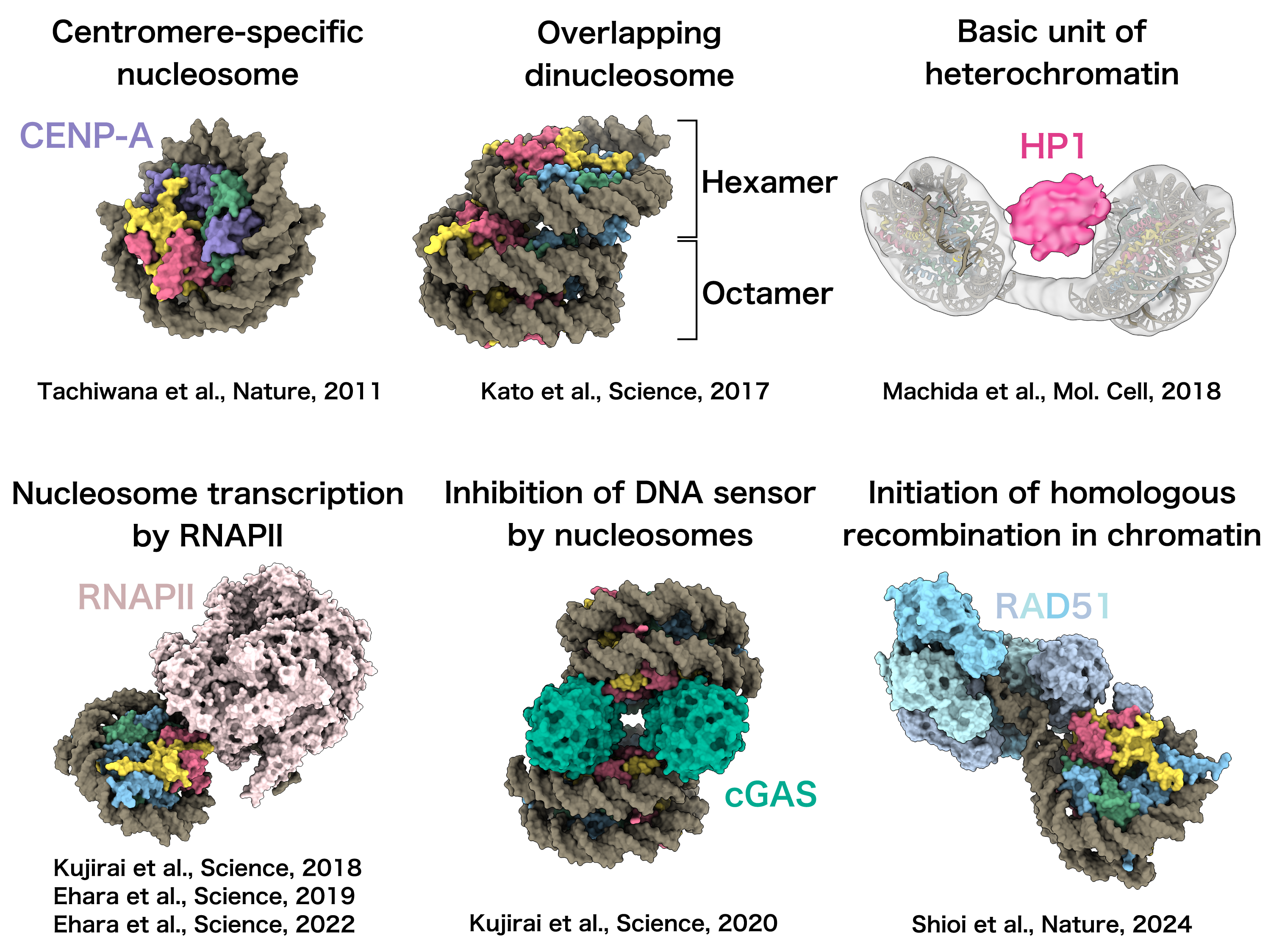 Reconstitution of Chromatin in Vitro Illustration12
