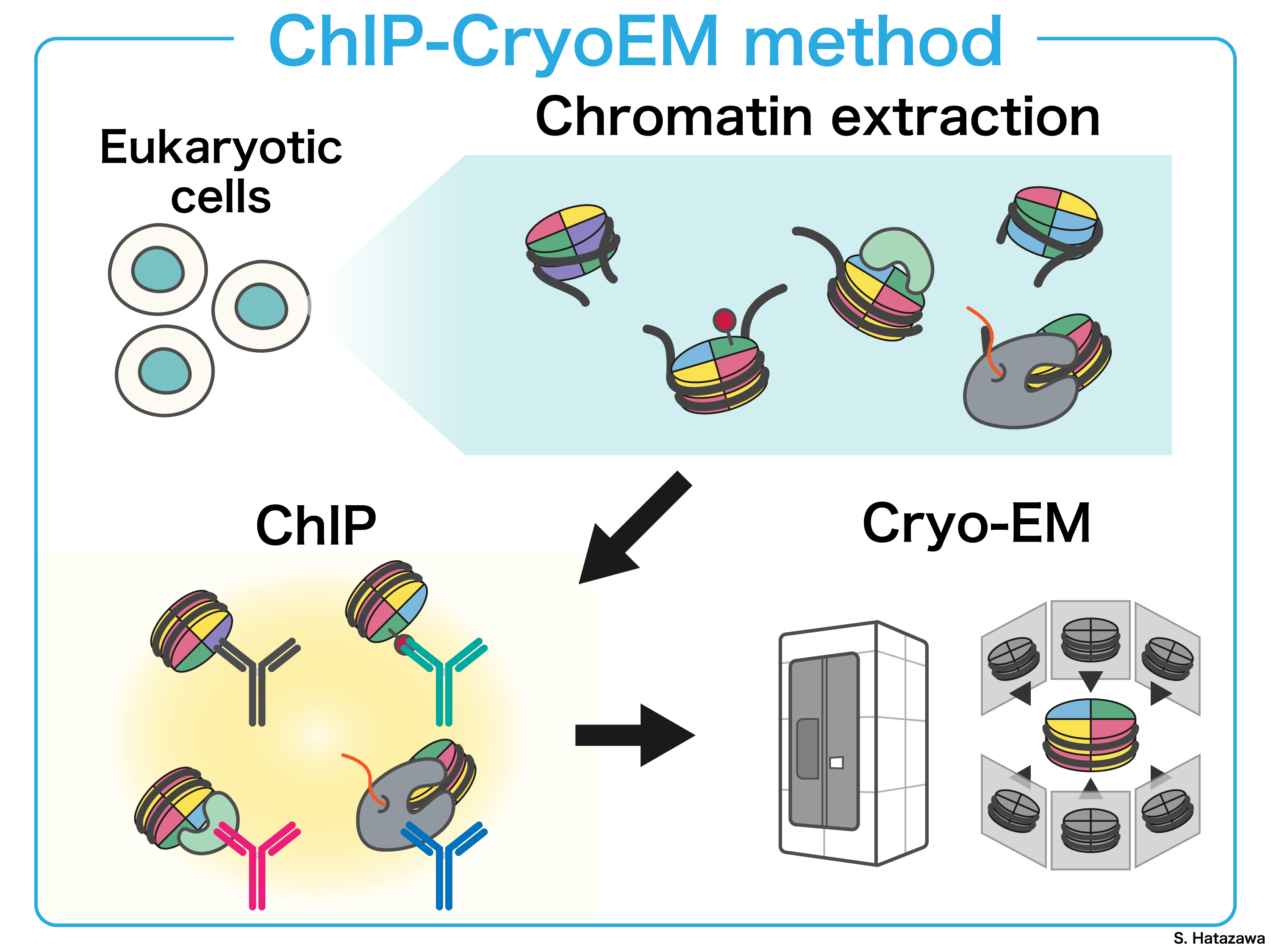 Extracting Chromatin from Cells Illustration
