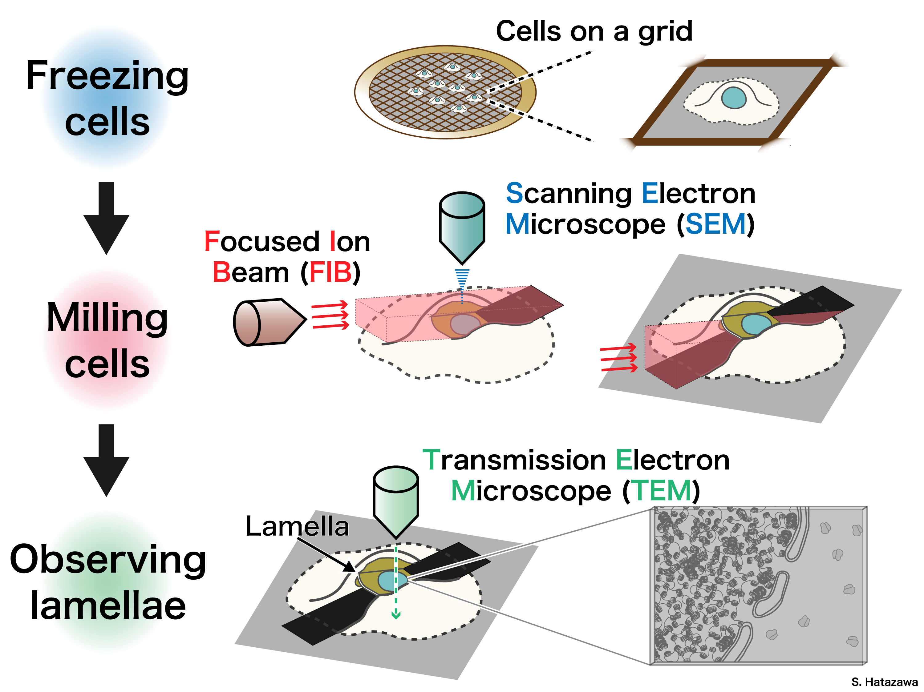 Analyzing Chromatin in situ Illustration