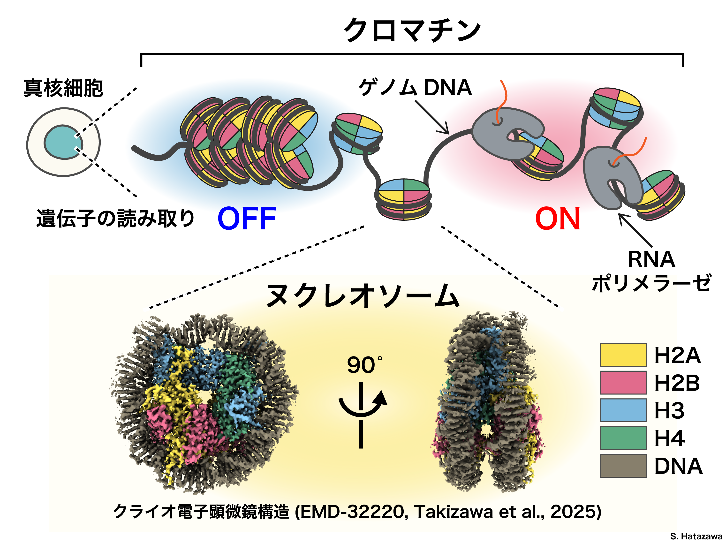 クロマチンを研究する動機図