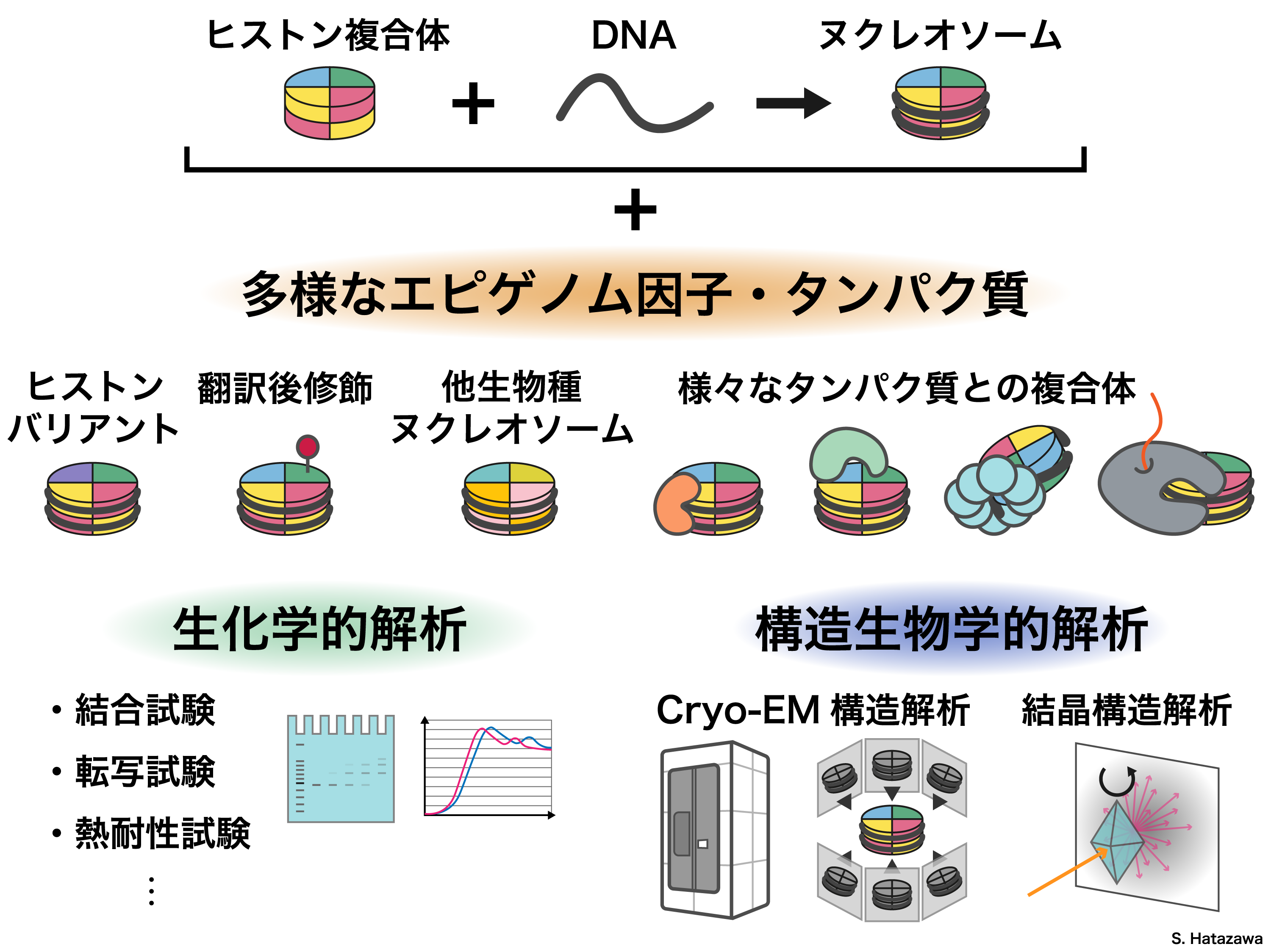 試験管の中でクロマチンを組み立てる図1