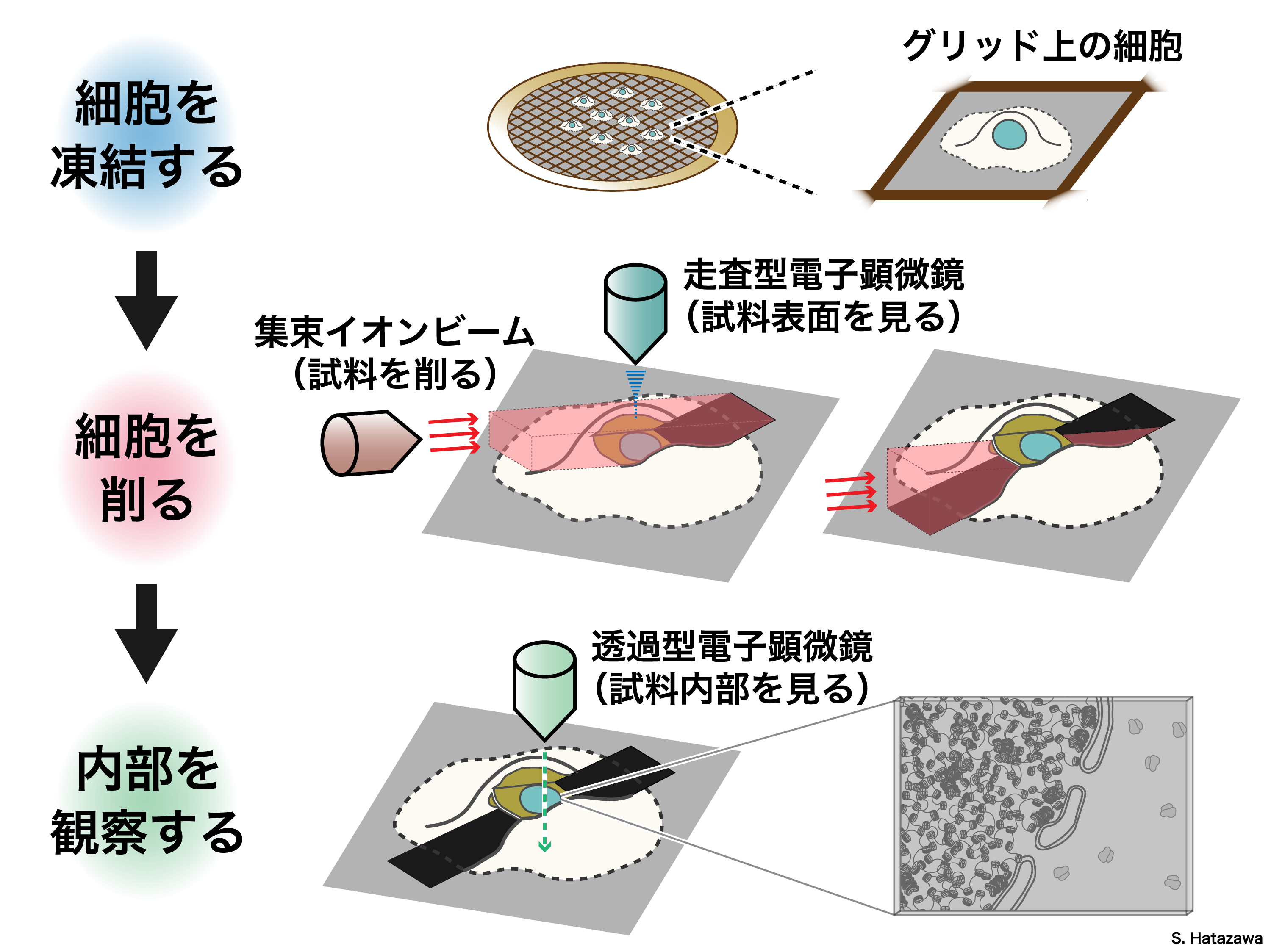 細胞からクロマチンを抽出する図