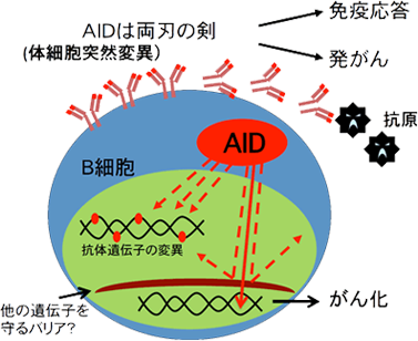 研究室の概要 AIDは両刃の剣